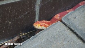 czerwony wąż