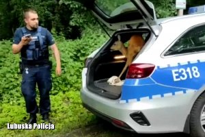 policjant wypuszcza sarnę z radiowozu do lasu