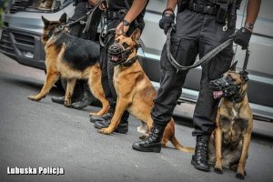 Psy w kagańcach, siedzące przy nogach policjantów.