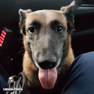 Pies siedzący w radiowozie przy nogach policjanta.