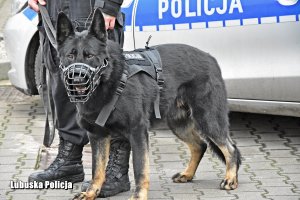 policyjny przewodnik i jego pies