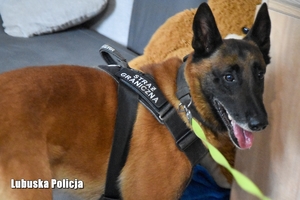Pies służbowy Straży Granicznej