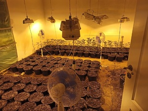 Plantacja konopi rosnąca w specjalnym pomieszczeniu i specjalnie naświetlana