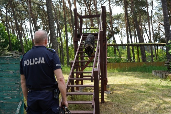 Policjant z psem na drewnianej konstrukcji-przeszkodzie.