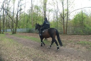policjanci na koniach w parku