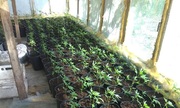 Plantacja konopi indyjskich, zabezpieczone rośliny, zabezpieczona marihuana.