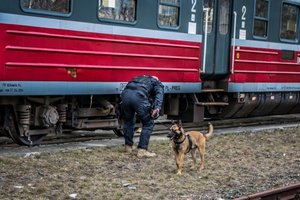 przewodnik z psem sprawdza pociąg pod kątem pirotechnicznym- ćwiczenia