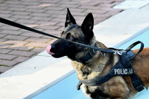 Zdjęcie przedstawia psa policyjnego ubranego w kamizelkę z napisem "Policja" w trakcie ćwiczeń