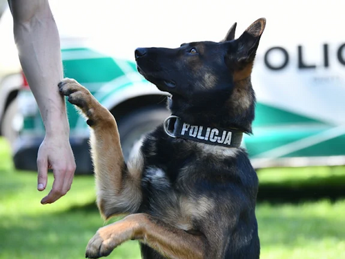 Policyjny pies dotyka łapą ręki człowieka.