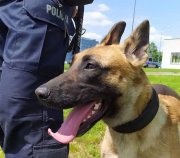 Pies służbowy oraz umundurowany policjant