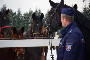 Policjant stoi obok konia, trzyma go za wodze. Koń stoi bokiem, patrzy w stronę innych koni w tle na padoku.