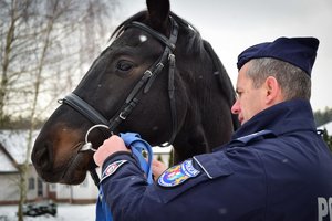 Policjant stoi obok konia, przypina mu lonżę. Zdjęcie wykonane z boku, w ciągu dnia.
