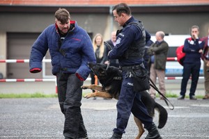 Policjant i pies prowadzą zatrzymanego mężczyznę przebranego w strój pozoranta.