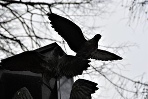 Gołąb na pomniku upamiętniającym ofiary tragedii.