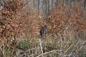 Zdjęcie. Widoczny policjant w terenie leśnym