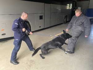 Zdjęcie. Policjant z psem podczas szkolenia.