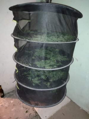 Zabezpieczona plantacja narkotykowa i zabezpieczone rośliny