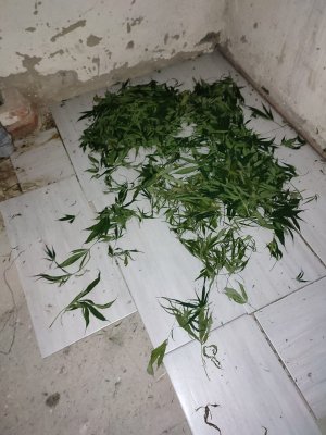 Zabezpieczona plantacja narkotykowa i zabezpieczone rośliny
