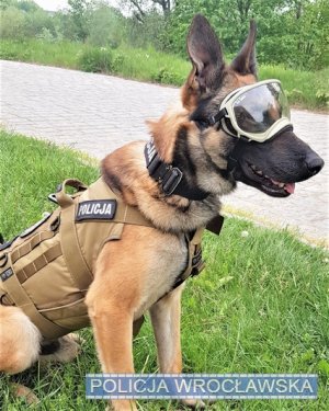 Na zdjęciu Lonara - pies policyjny, na oczach ma okulary ochronne.