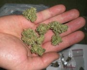 Na zdjęciu widać dłoń, na której znajdują się kulki z suszu roślinnego, które okazały się być marihuaną