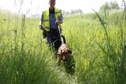 fot. przewodniczka z psem tropiącym w akcji poszukiwawczej