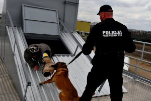 Policyjny pies gryzie na dachu budynku pozoranta. Odciąga go przewodnik psa służbowego.