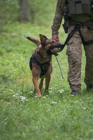 Pies bojowy z żołnierzem