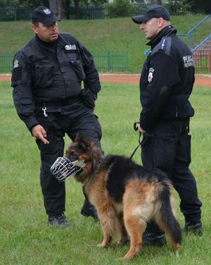 stoi 2 policjantów obok pies