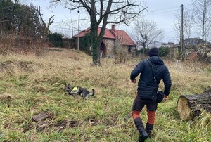 Zdjęcie przedstawia psa tropiącego podczas pracy, obok niego stoi mężczyzna.