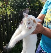 białego kotka ktoś trzyma w dłoniach