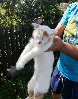 biały kotek trzymany w dłoniach