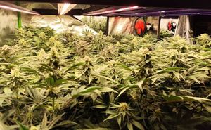 Nielegalna plantacja konopi